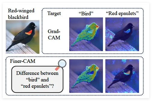 Finer-CAM.png